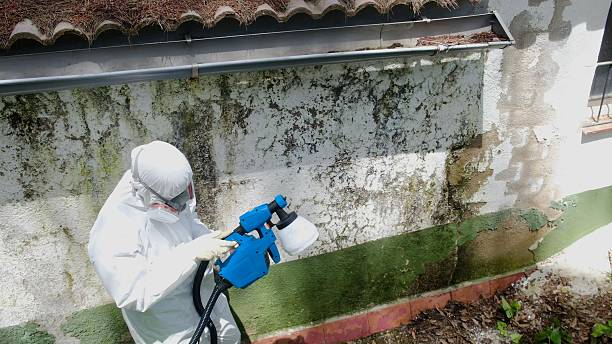 Top rated local Attic Mold Remediation specialists in White Plains, MD